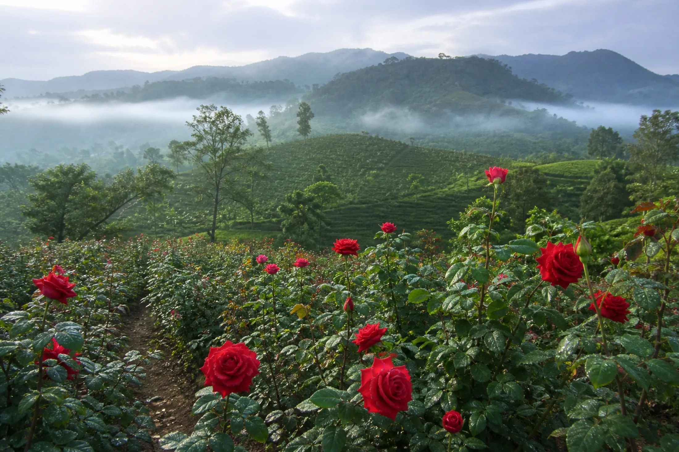 Red rose fields at the Nuwara Eliya flower estate in Sri Lanka