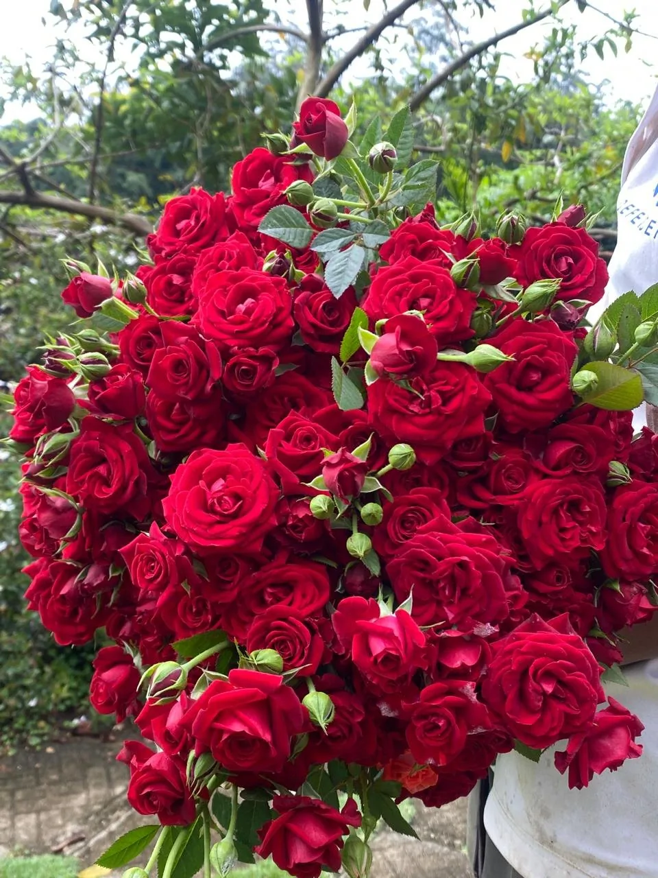 Close-up of a dense bunch of red spray roses