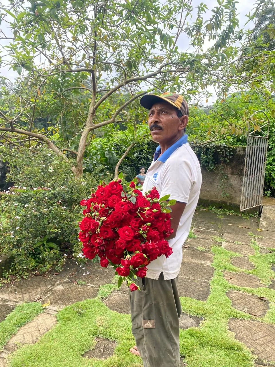 Grower standing on a garden path with freshly cut red roses
